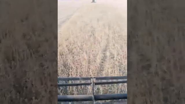 Уборка сои веснной 2019 смотреть онлайн