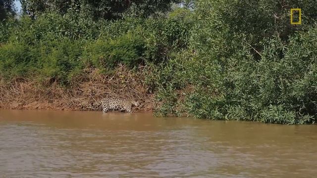 📹 Ягуар нападает на своего кузена крокодила (ЭКСКЛЮЗИВНОЕ ВИДЕО)