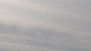 Николаевские голуби соседа.