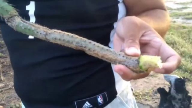 Cacto Azul Facheiro Fino Pilosocereus Pentaedrophorus