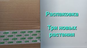 308. Цветы. Распаковка. Мои новые растения.