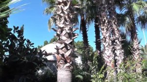 Club Akman Beach Hotel 4* 2017