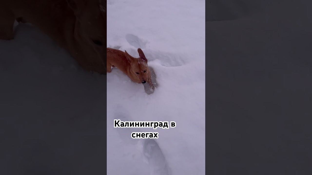 Собака с короткими лапами