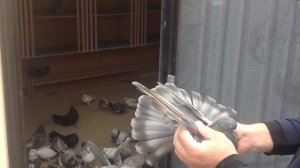 Торцовые Николаевские голуби