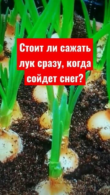 #огород #дача #сад Стоит ли сажать лук, сразу когда сойдет снег? смотреть онлайн