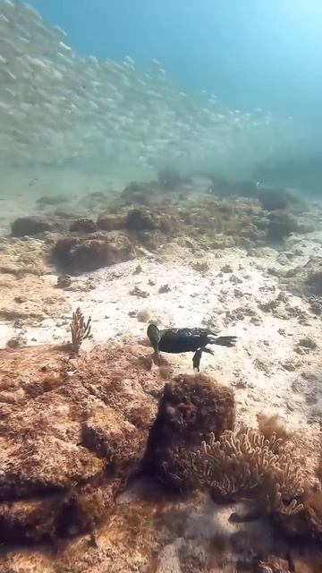 📹 Подводная страна чудес: баклан и угорь смотреть онлайн