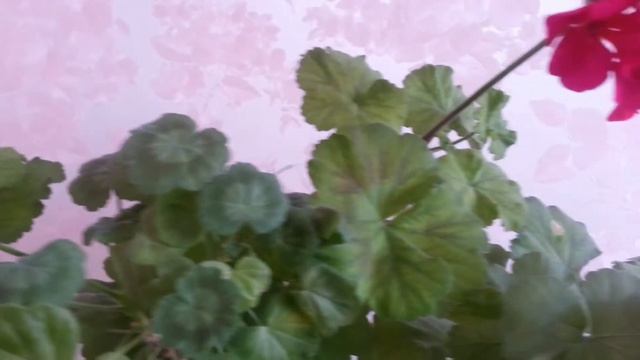 Цветник на подоконнике после такой подкормки смотреть онлайн