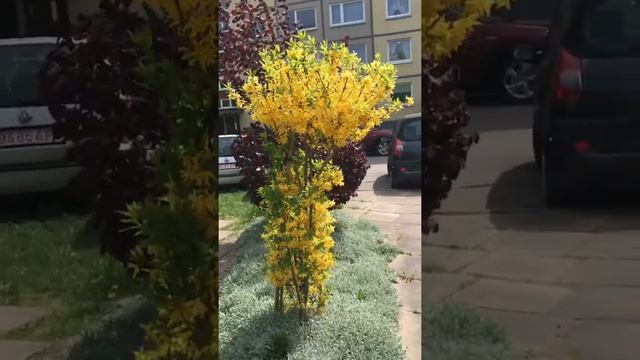 Удивительный двор,ч.1-ая!👍🤗☘️ смотреть онлайн