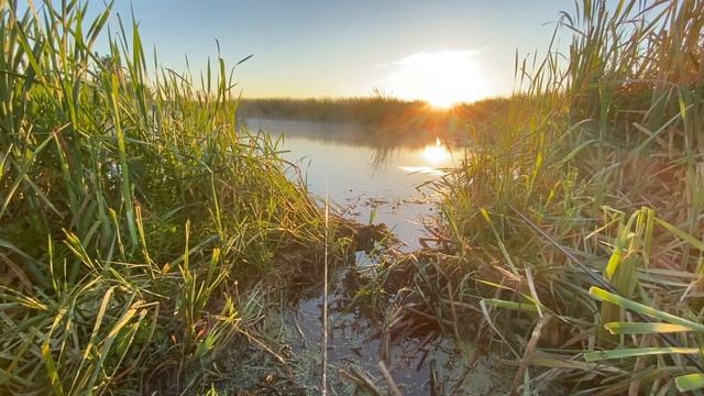 рыбалка на карася! дикий пруд. Караси рвут леску. .#рекомендации #рыбалка #рыбалканакарася #природа смотреть онлайн