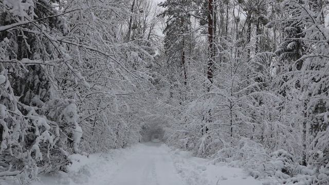 Winter forest. Snowfall. Relaxing beautiful music смотреть онлайн