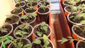 Чем отличаются Томатные Гномы в рассаде от простых сортов томатов? Показываю!