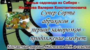 Супер Сорта абрикосов  в период заморозков - продолжение следует.