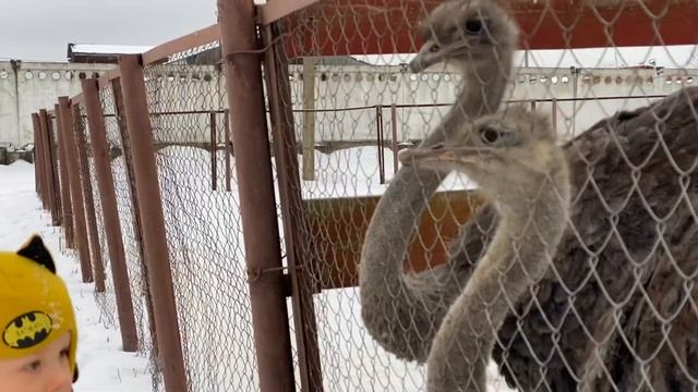 Страусиная ферма смотреть онлайн