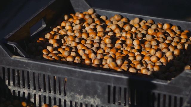 Сбор Урожая Орехи / Hazelnut harvesting смотреть онлайн