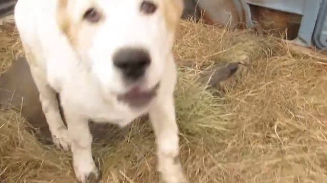 Мансур смотреть онлайн