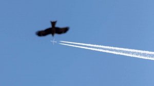 Владимир Швецов - "Предчувствие"