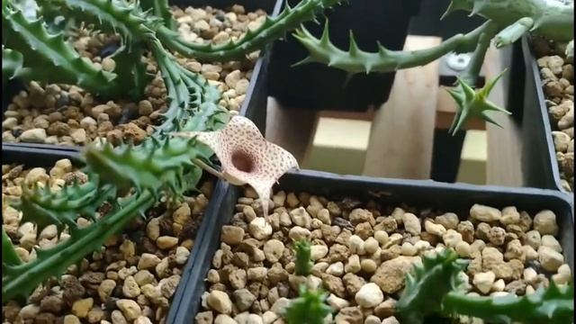 My Plant huernia hislopii смотреть онлайн