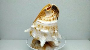 Кассис Корнута