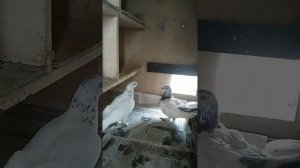 Голуби Венгры на балконе