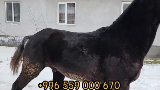 сатылды черный МЕДЬВЕДЬ ТАЙ КАНИДЕ👍23 января 2023 г. смотреть онлайн