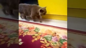 Кот 🐱 Лукас предсказывает результат матча Россия-Хорватия!