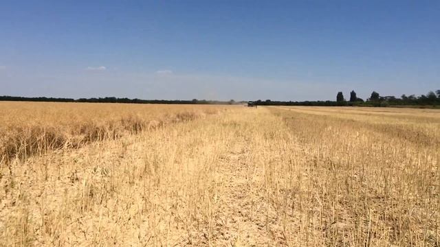Уборка рапса 2018 раннего срока посева