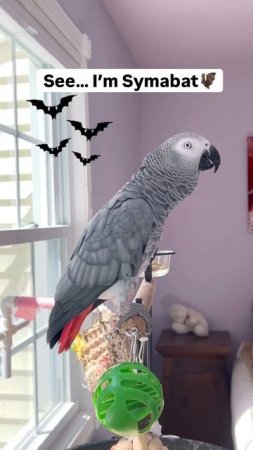 Symon says: Se….I am a BAT🦇🤣❤️#symabat #talkingparrot #funnyparrot #birds #cag #pets #africangrey