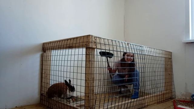 УБОРКА У КРОЛИКА|Бусинка беременна? смотреть онлайн