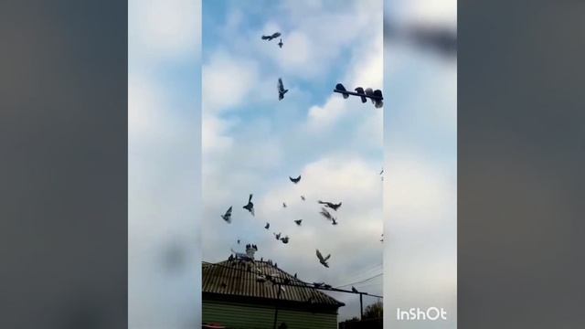 Полёт бабочек смотреть онлайн