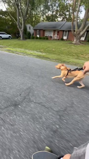 #cheddar #pitbull #labrador #longboard #skateboarding #urbanmushing #free #antidepression #viral
