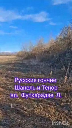 Русские гончие 
Шанель и Тенор
вл.  Футкарадзе  Л.