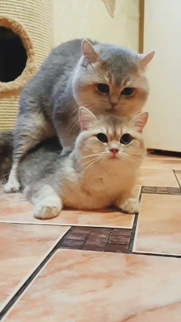 mating cat 💓 смотреть онлайн