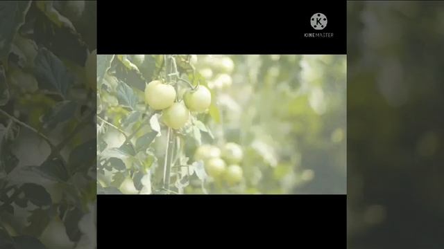 meron palang 25 uri ng kamatis? смотреть онлайн