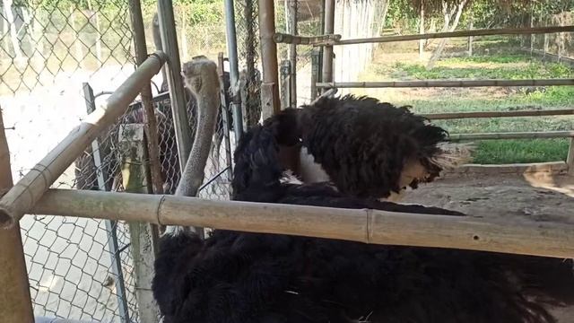 Вьетнам. Страус смотреть онлайн