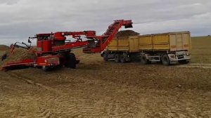 Погрузка свеклы Холмером Т1