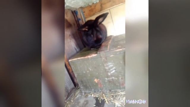 5 причин завести кроликов. смотреть онлайн