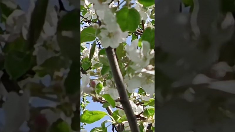 Птички поют, пчелки работают