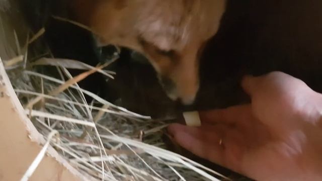 Lis Alicji. Otwórz lisa rano, deszcz, Alicja nie wychodzi смотреть онлайн