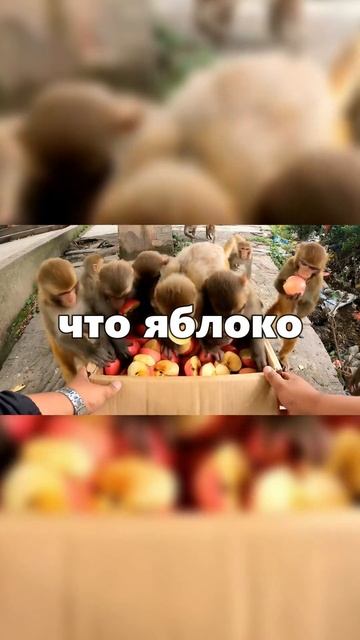 Спидран по фактам ч.3 Древняя Русь и Северная Корея смотреть онлайн