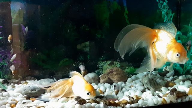 ЗОЛОТЫЕ РЫБКИ смотреть онлайн