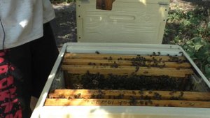 МАТКА ПРОПАЛА во время перевозки. ЧТО ДЕЛАТЬ?#пасека #пчелыначинающим