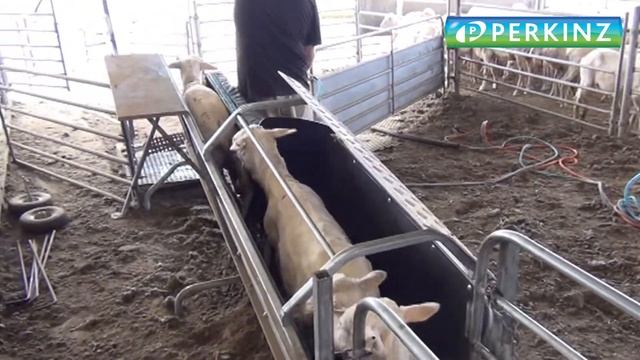 PERKINZ DrenchMaster. Sheep-handling System. Nov 2018 смотреть онлайн
