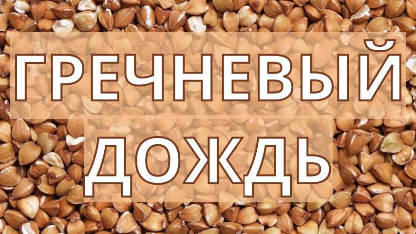 Гречневый дождь