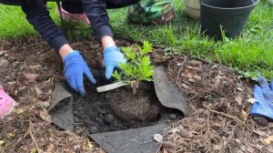 ПОСАДКА ГОРТЕНЗИИ ВЕСНОЙ// КАК ПОСАДИТЬ ГОРТЕНЗИЮ ПРАВИЛЬНО✅