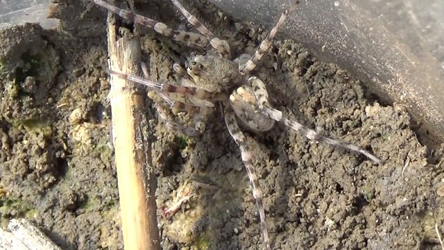 Araña lobo de río (Arctosa cinerea). Espectacular y aterradora. GONZALO. смотреть онлайн
