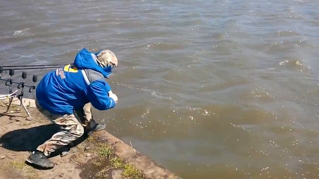 Открытия сезона 25 апреля 2017 год, Карп 4.700 кг смотреть онлайн