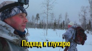 Потревожили росомаху. Подход к глухарю.