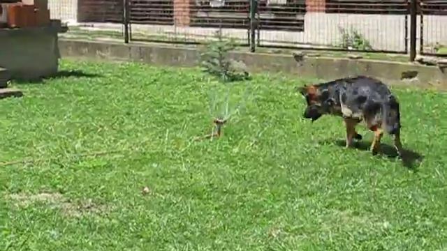 Roki i prskalica смотреть онлайн