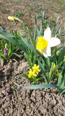 Они нас радуют весной🌸🌼🌷