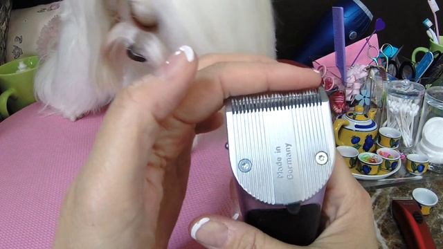 Maltese Grooming:  Trimming the Paw Hair ~ Bravura BravMini Tutorial  - Tear Stain Cleaning - GoPro